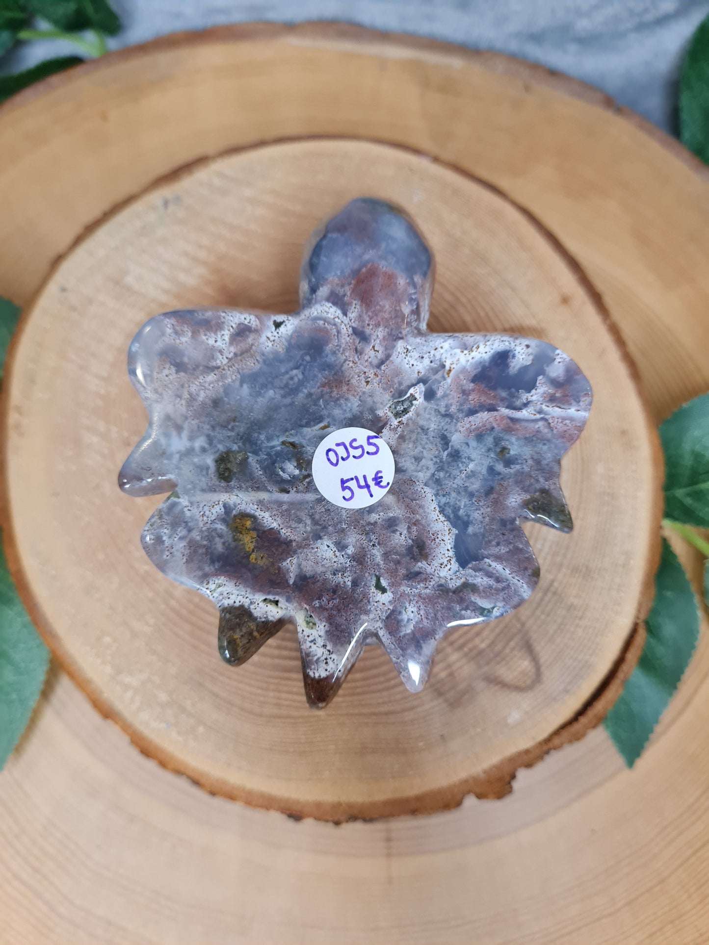 Ozean Jaspis Schildkröte (OJS5)