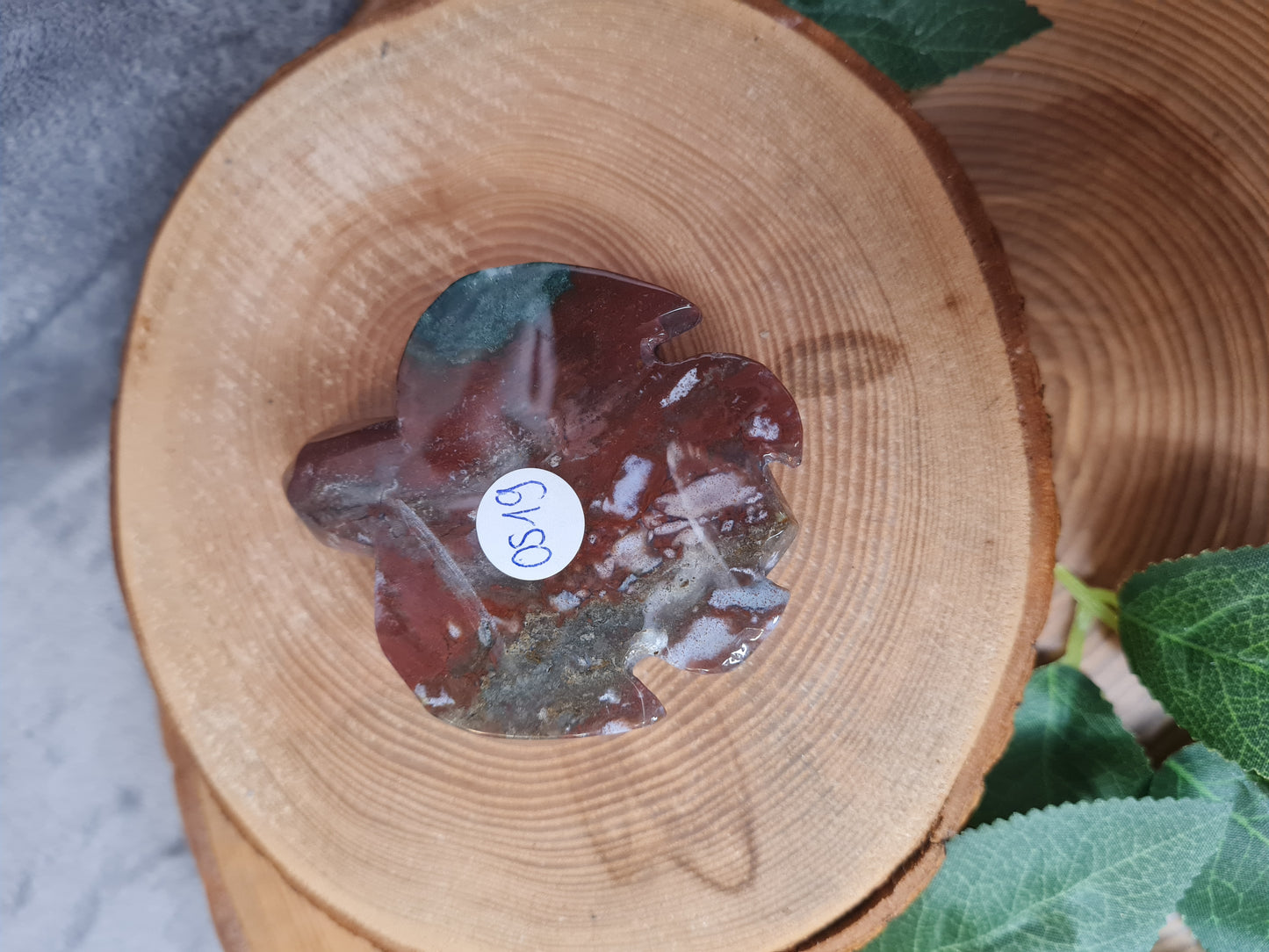 Ozean Jaspis Schildkröte (OS19)