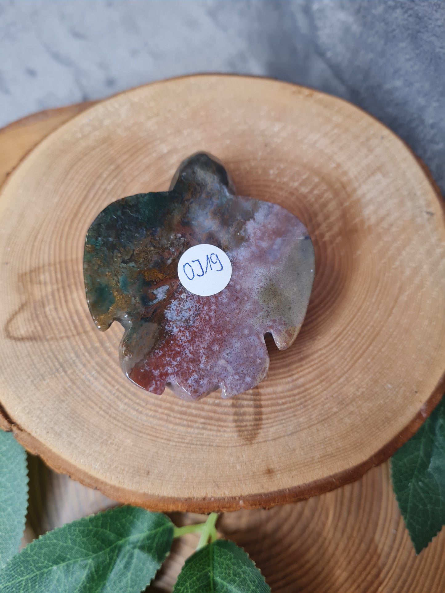 Ozean Jaspis Schildkröte (OJ19)