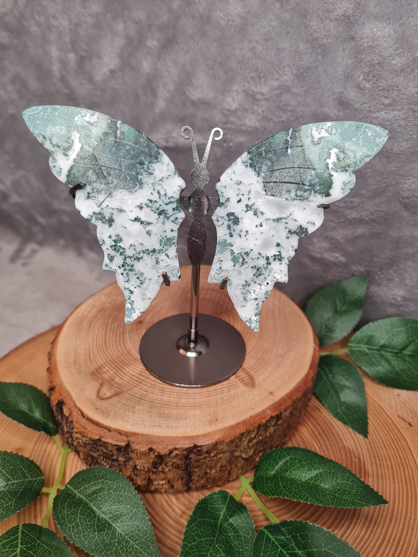 Moosachat Schmetterling