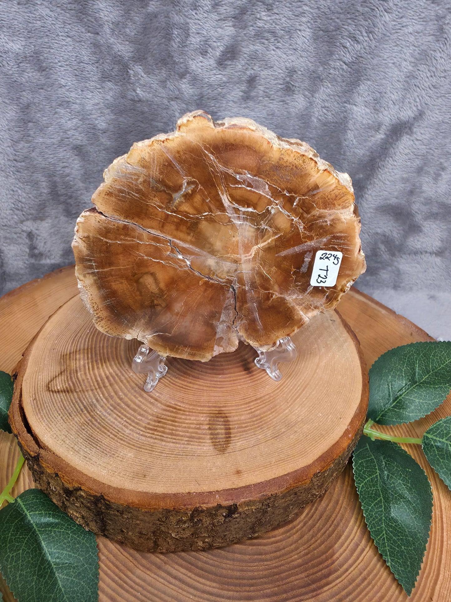 Versteinertes Holz (T23)