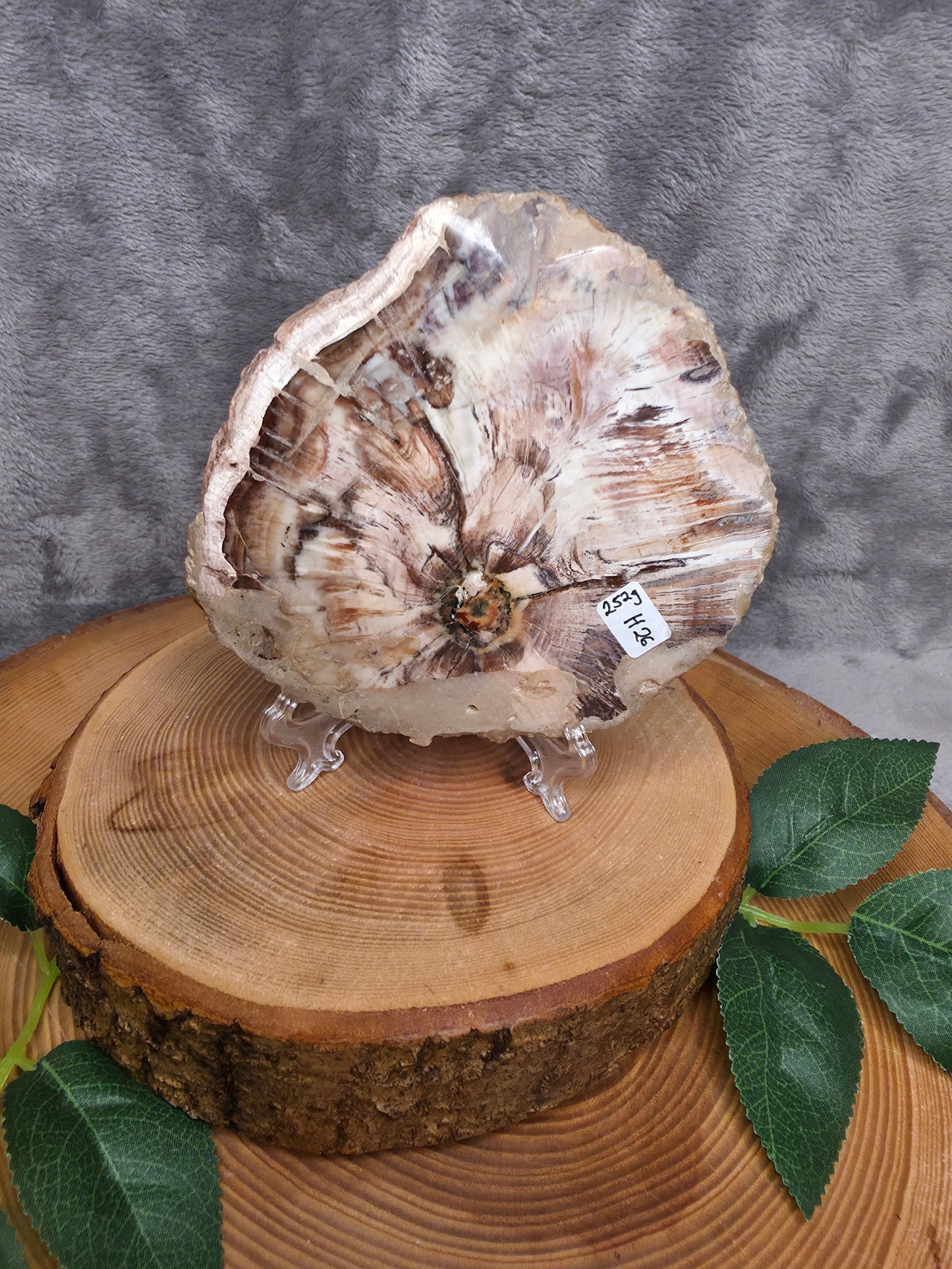 Versteinertes Holz (H26)