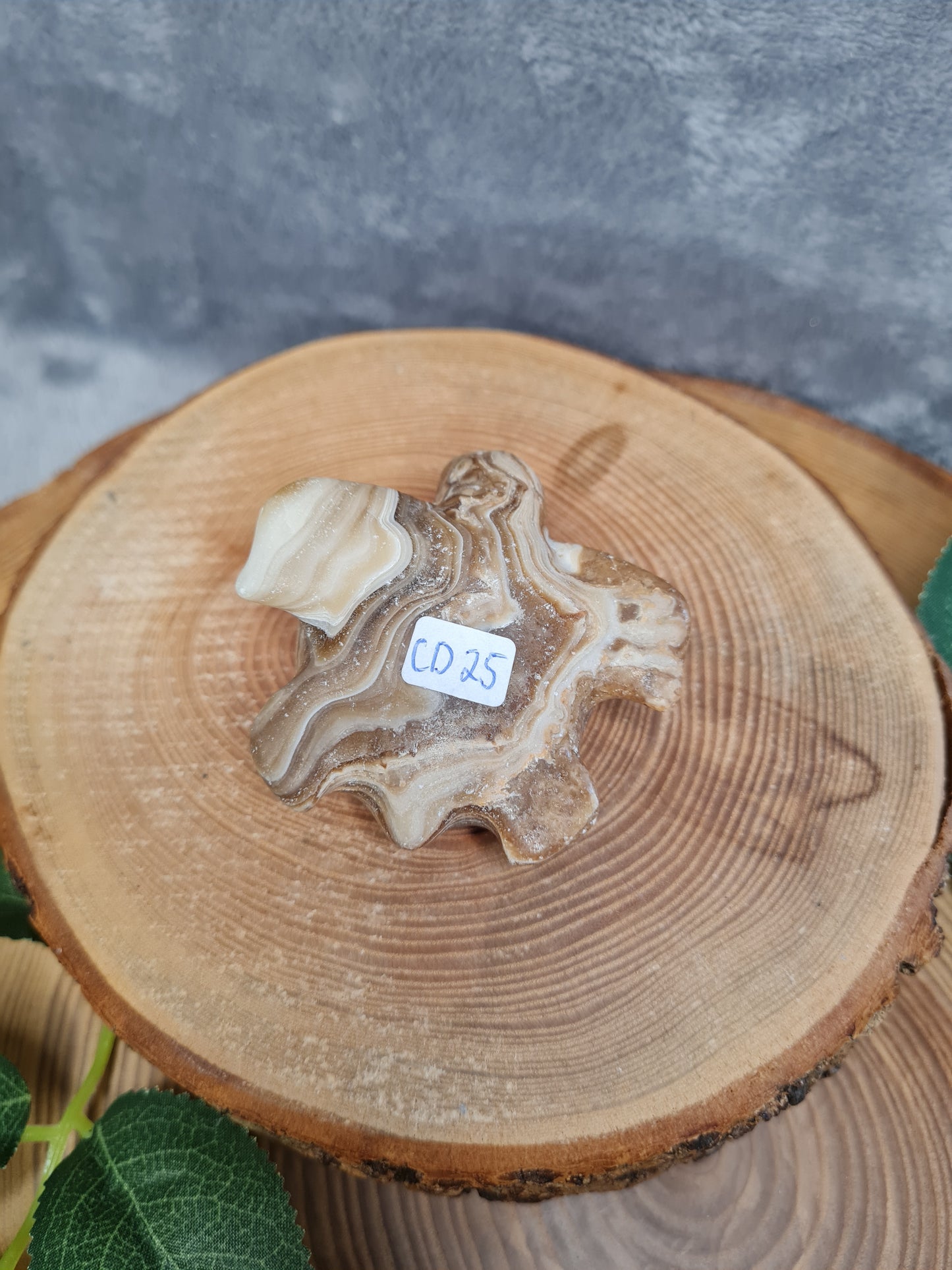 Schokoladen Calcit Schildkröte (CD25)