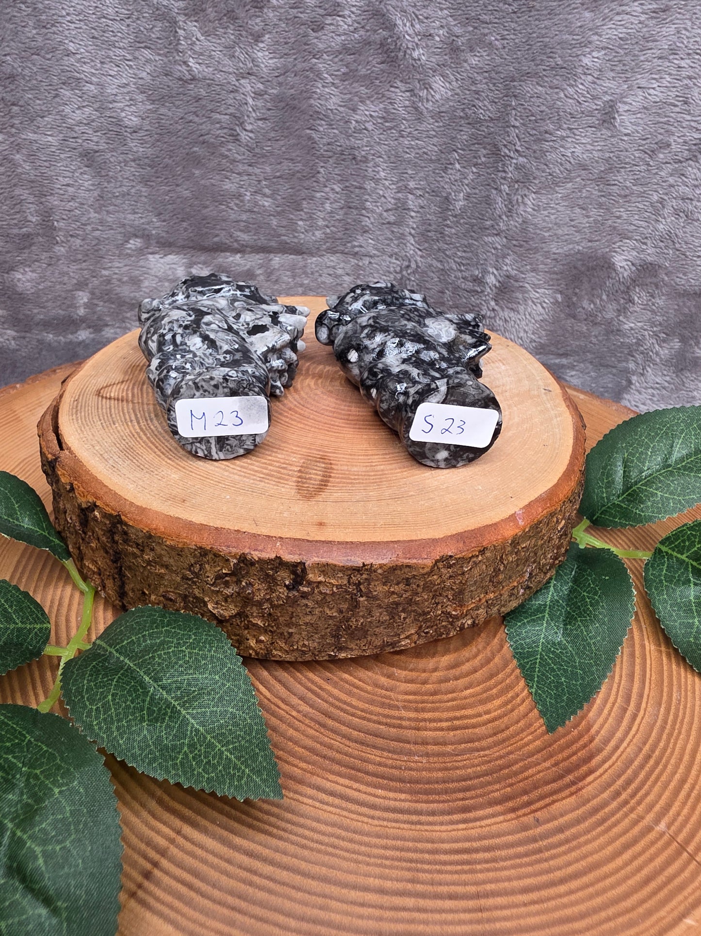 Muschel/Schnecken Fossilien Seepferdchen (wählbar)