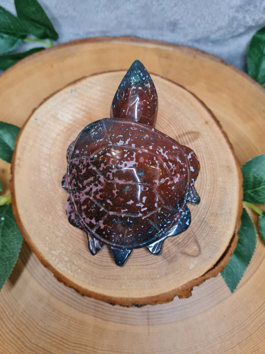 Ozean Jaspis Schildkröte (OJS1)