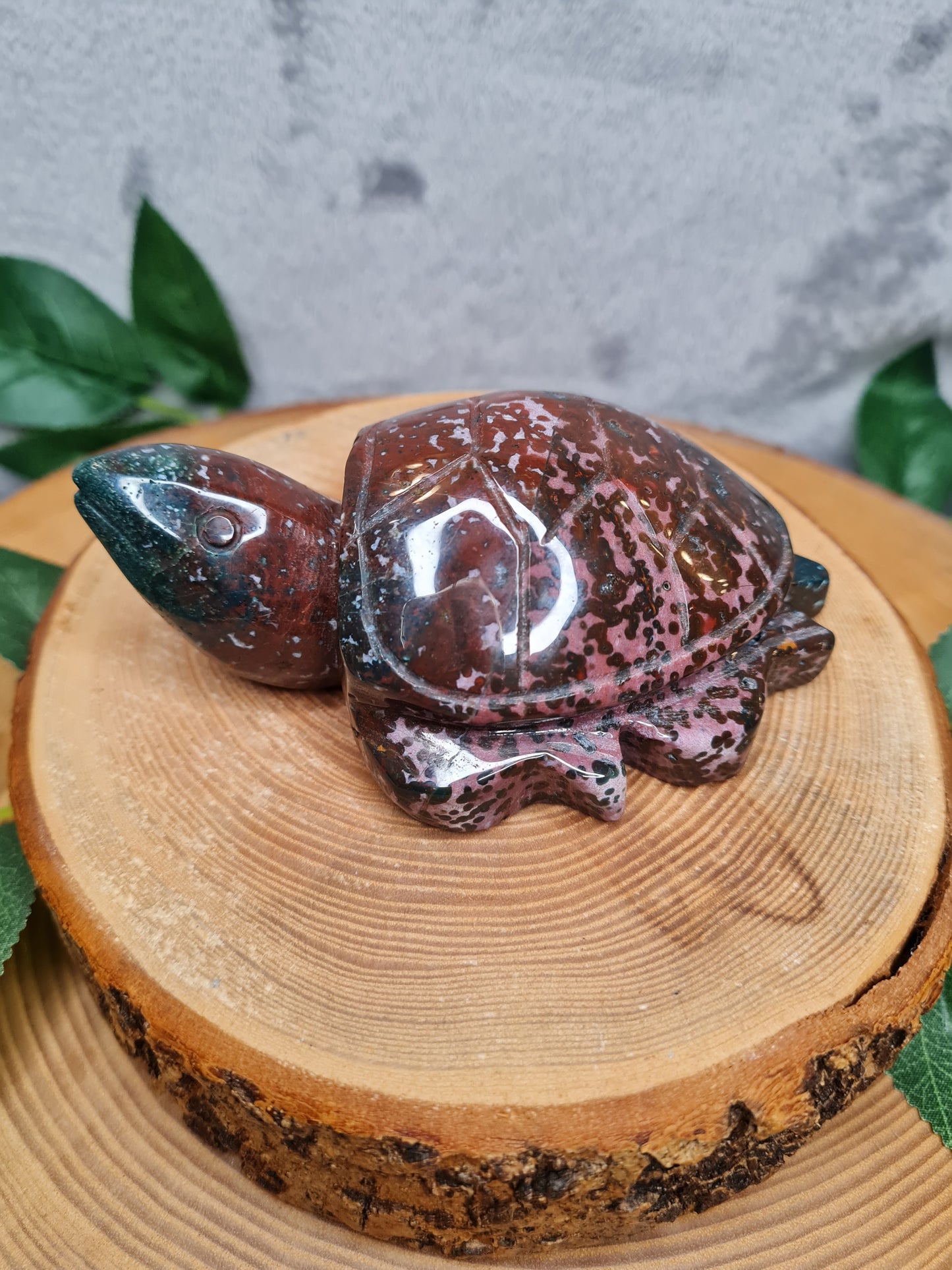 Ozean Jaspis Schildkröte (OJS1)