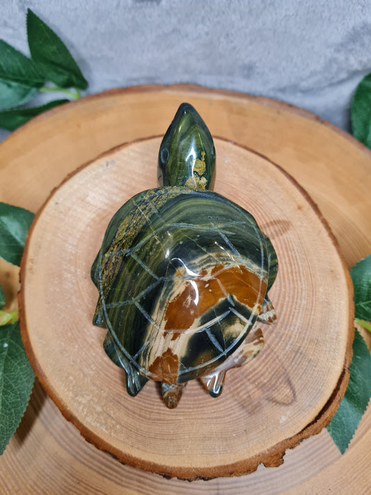 Ozean Jaspis Schildkröte (OJS2)