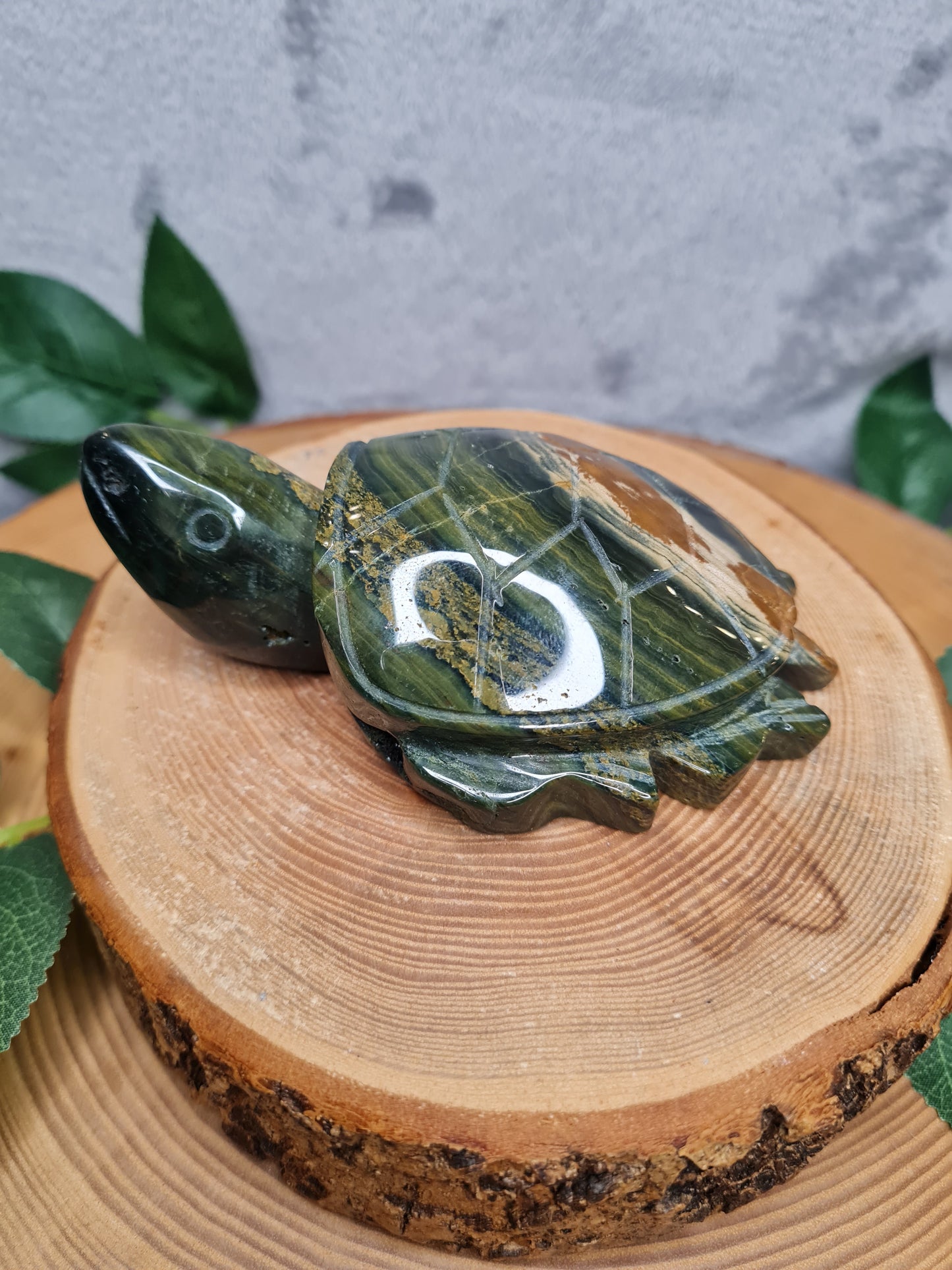 Ozean Jaspis Schildkröte (OJS2)