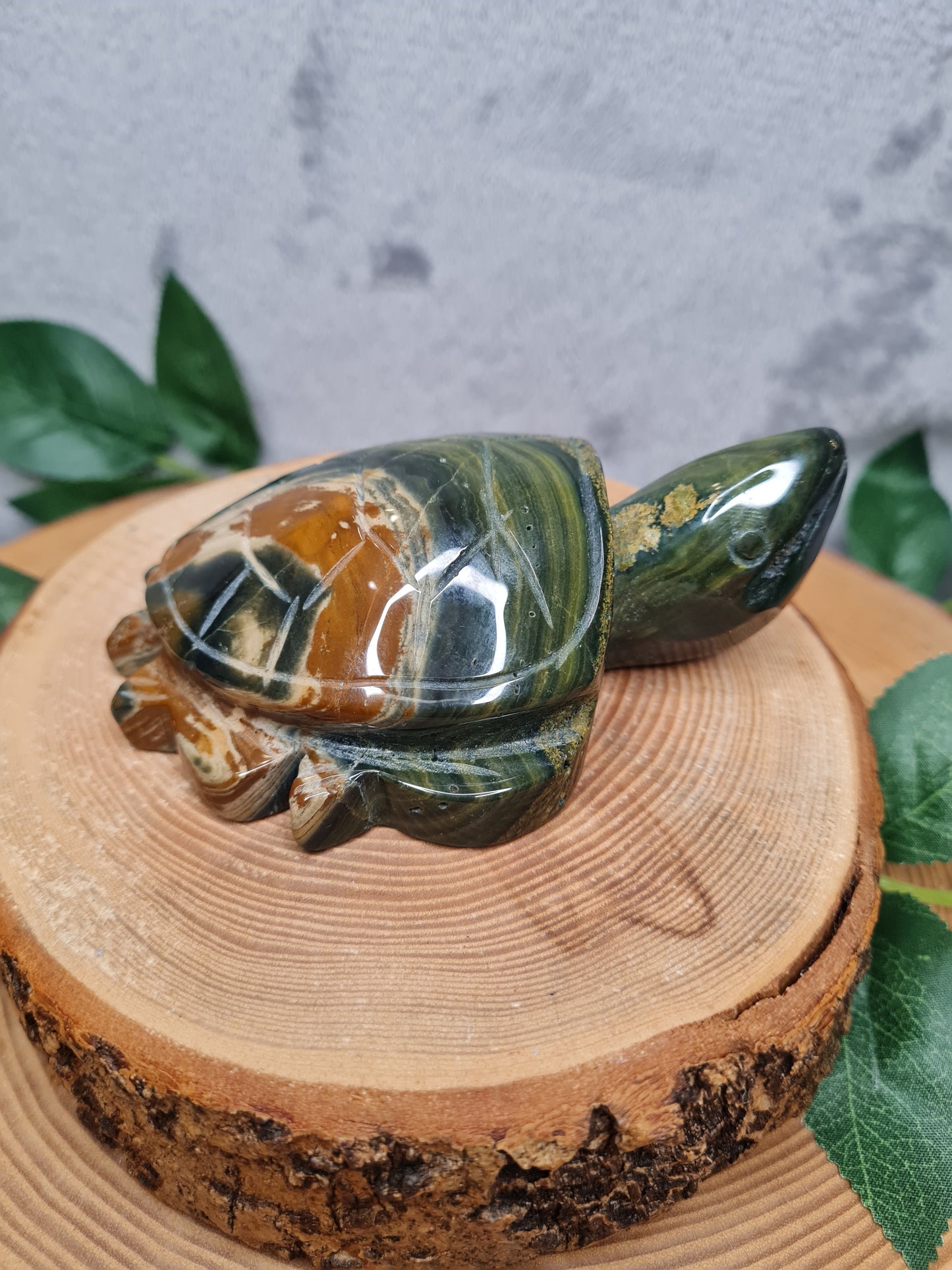 Ozean Jaspis Schildkröte (OJS2)