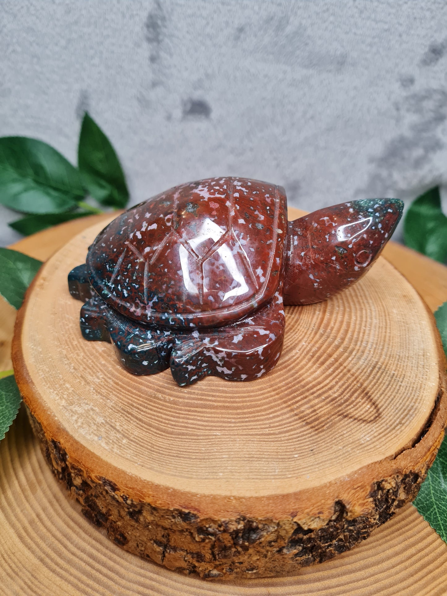 Ozean Jaspis Schildkröte (OJS1)