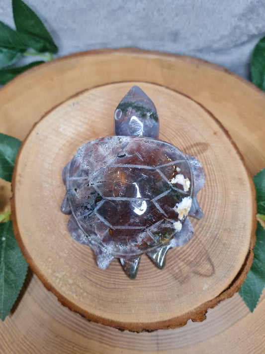 Ozean Jaspis Schildkröte (OJS5)