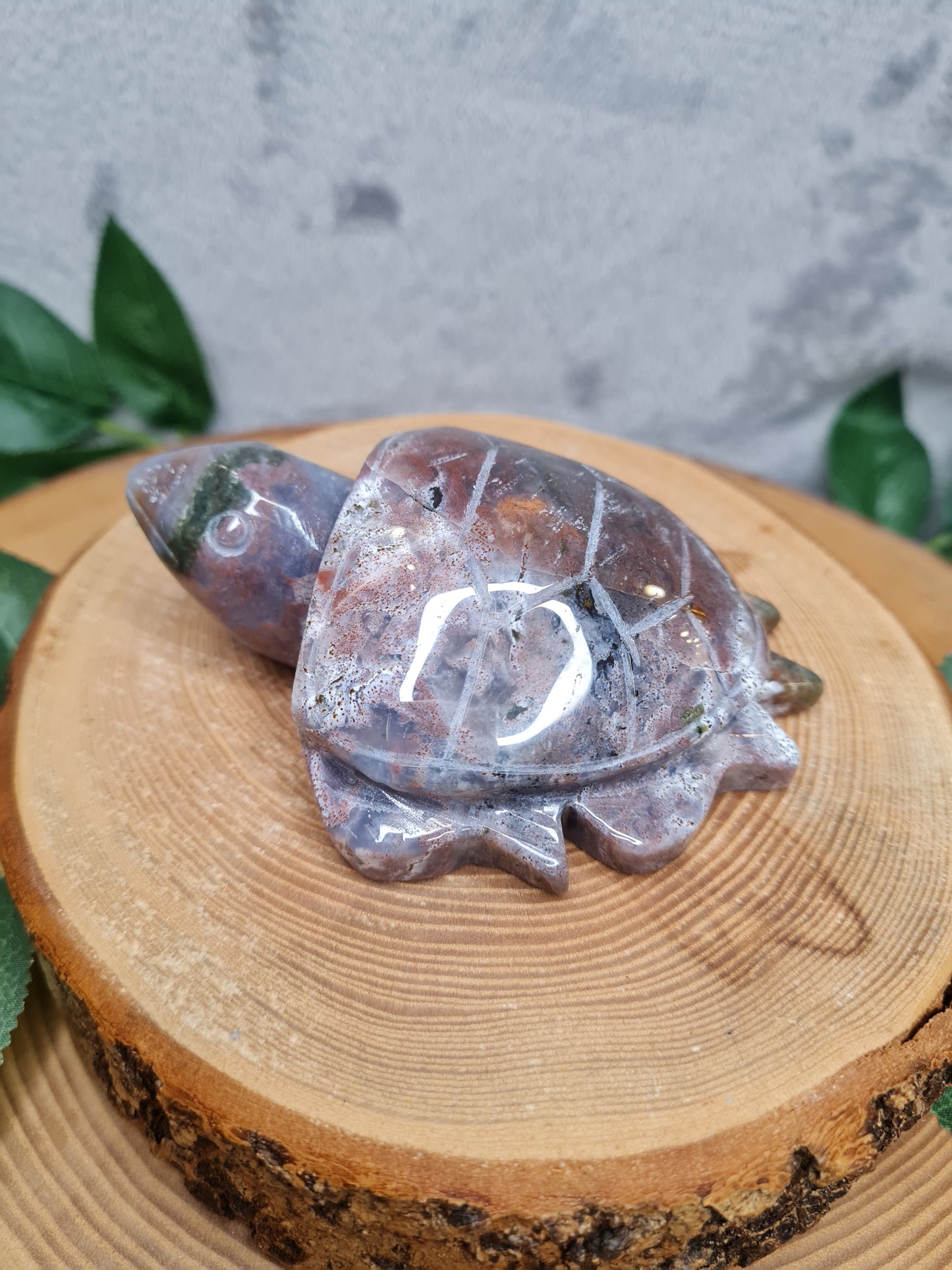 Ozean Jaspis Schildkröte (OJS5)