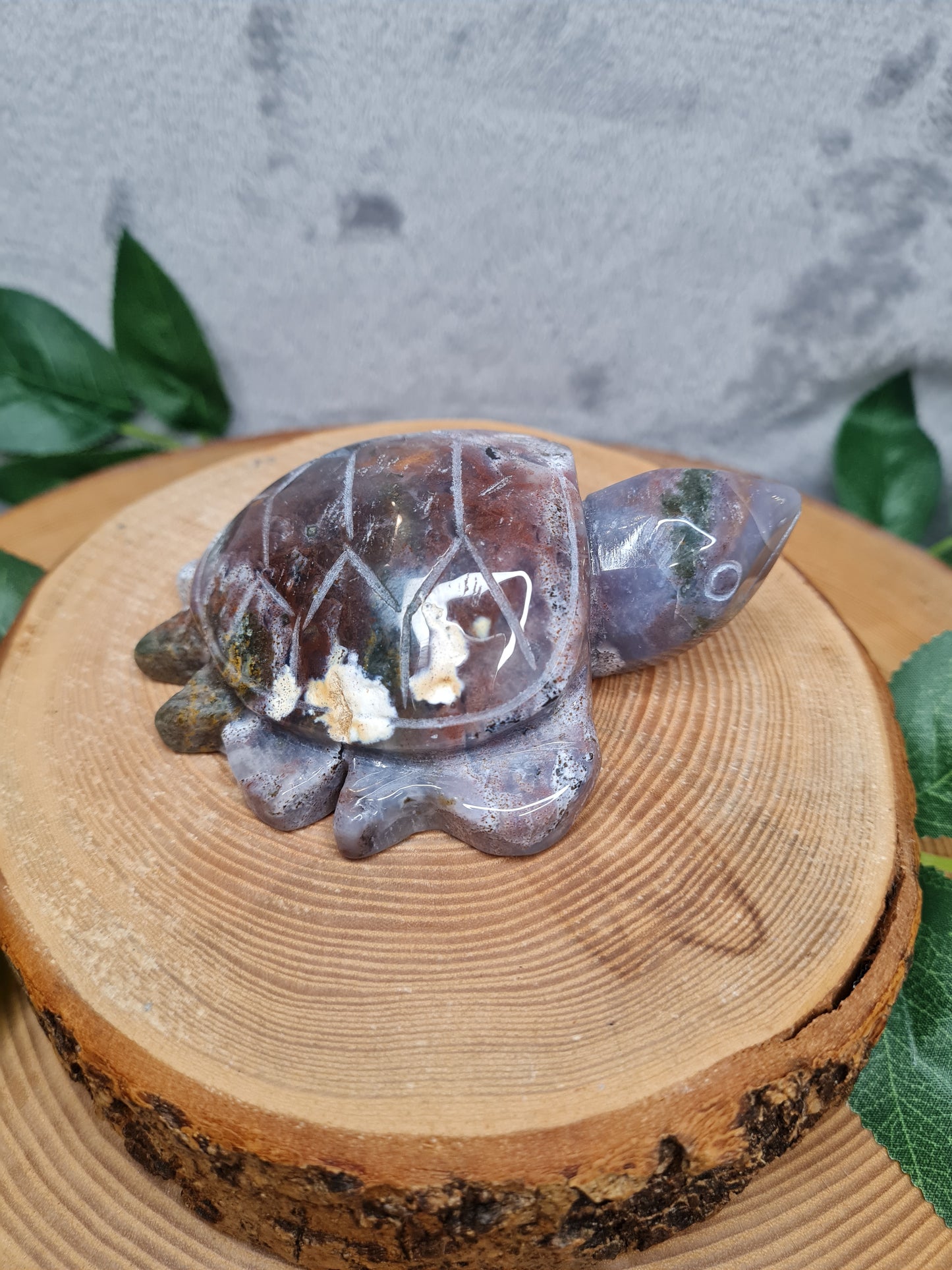 Ozean Jaspis Schildkröte (OJS5)