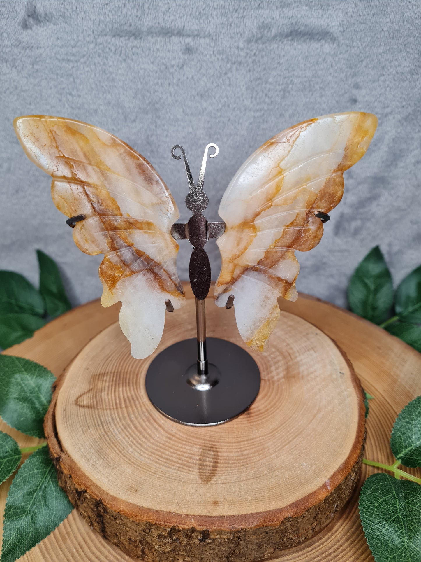 Golden Healer Schmetterling