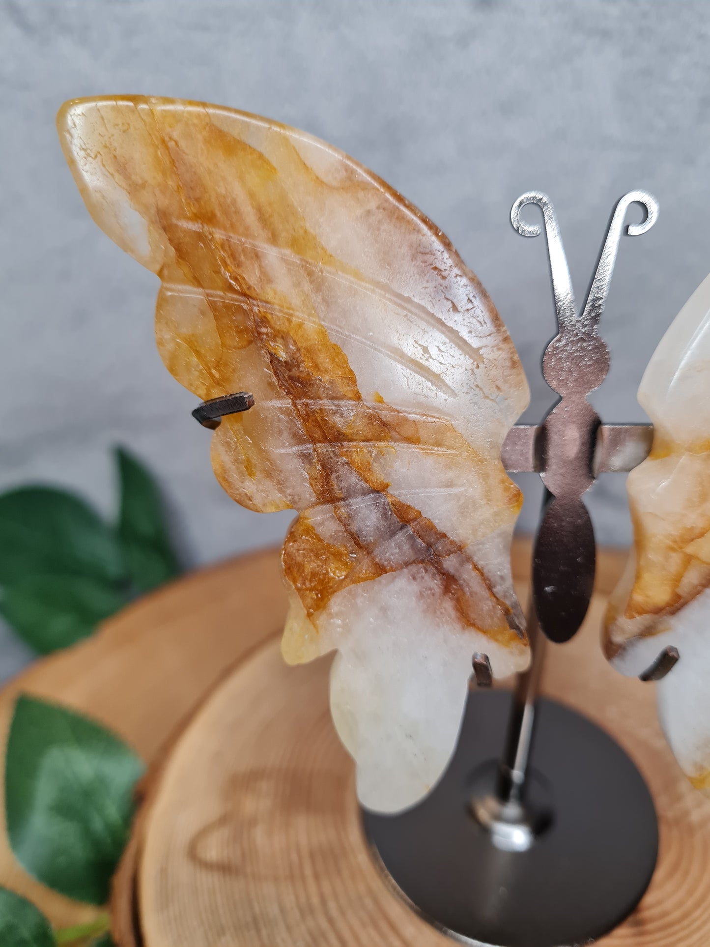 Golden Healer Schmetterling