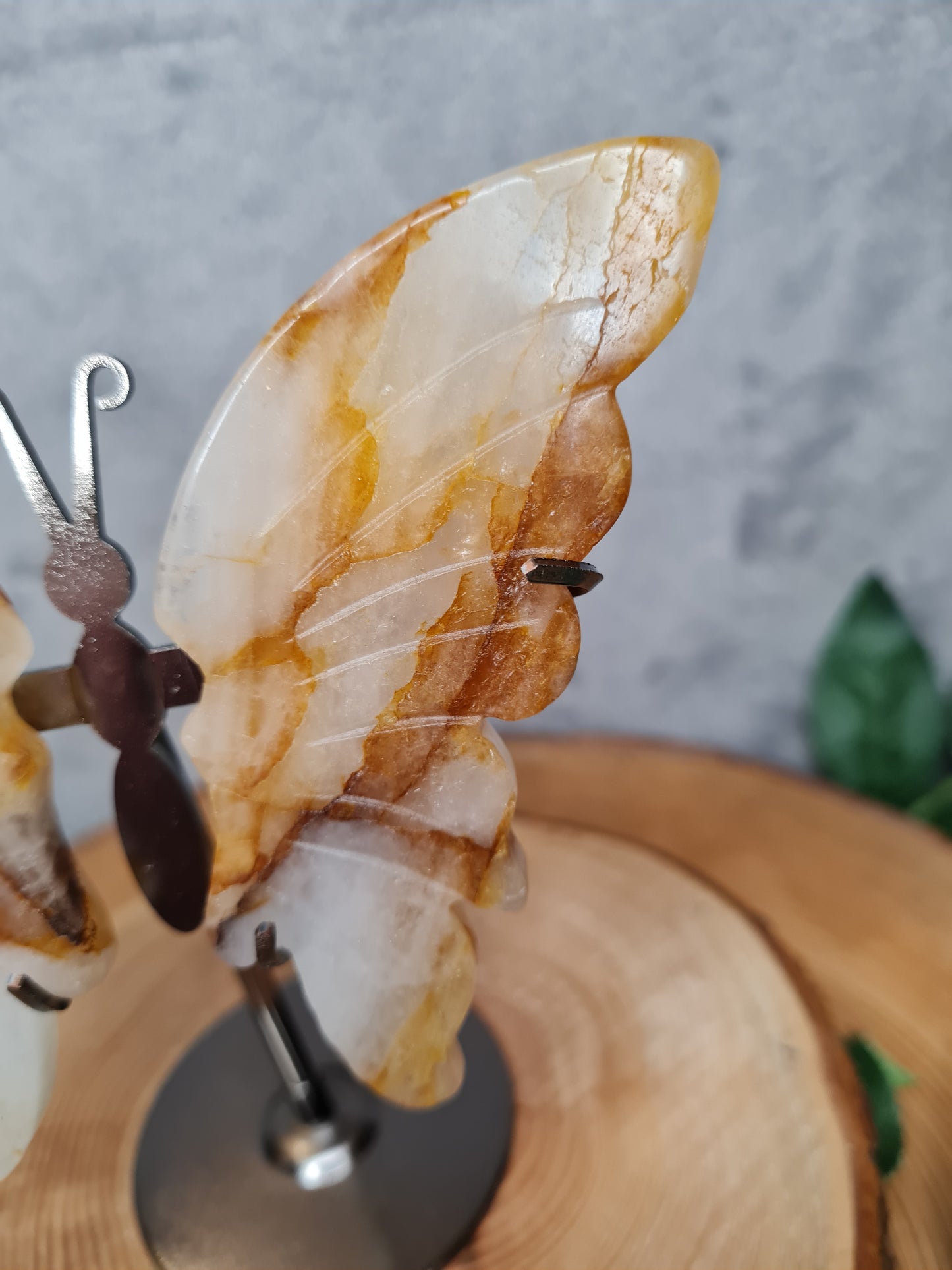 Golden Healer Schmetterling