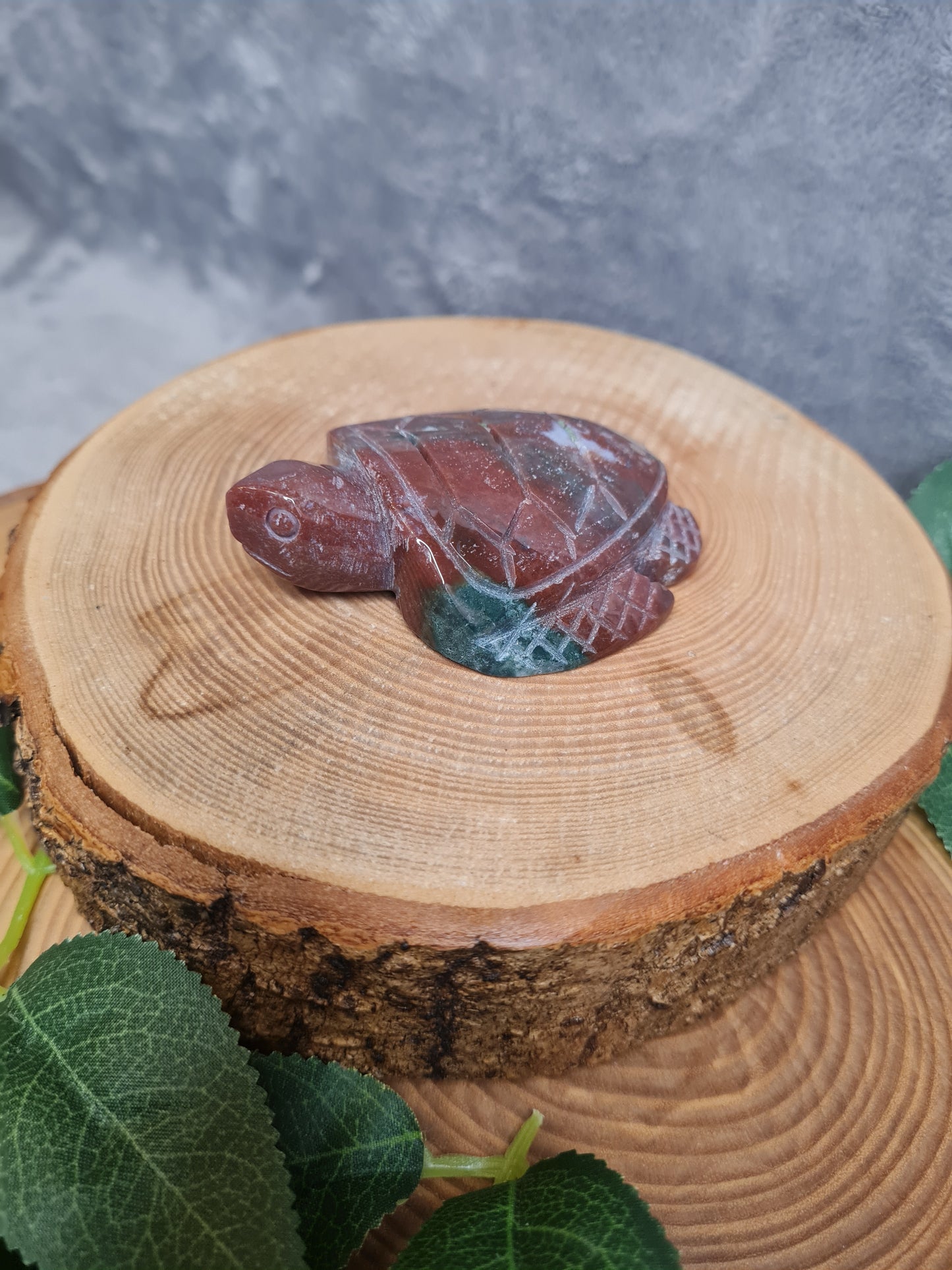 Ozean Jaspis Schildkröte (OS19)