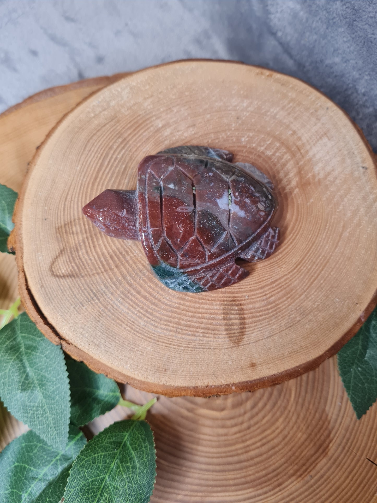 Ozean Jaspis Schildkröte (OS19)