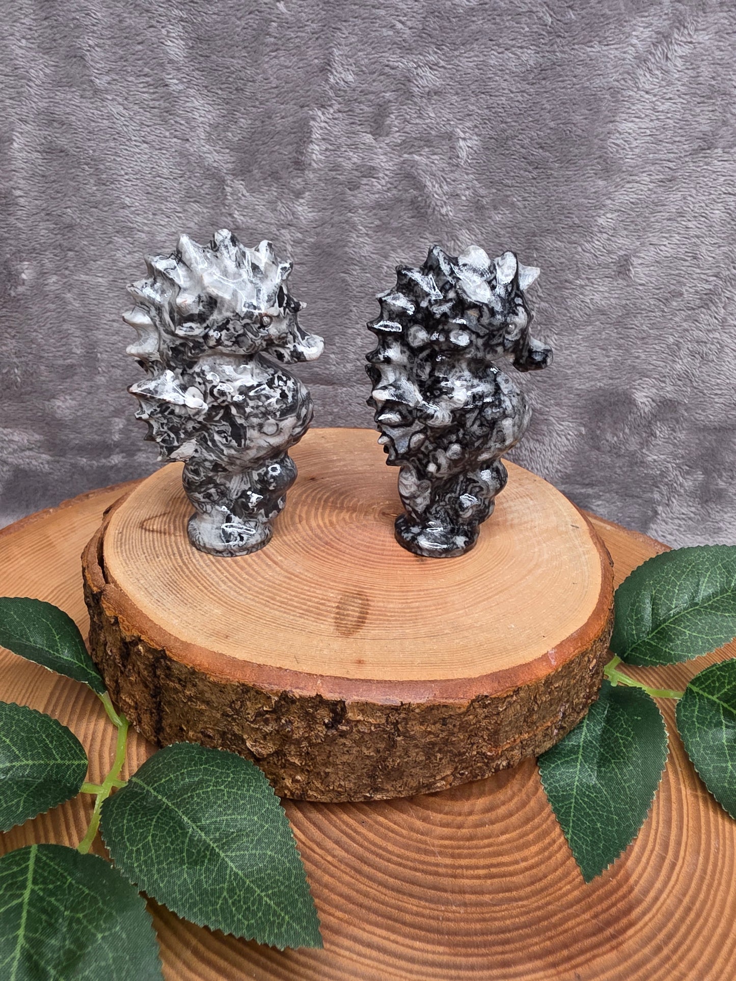 Muschel/Schnecken Fossilien Seepferdchen (wählbar)