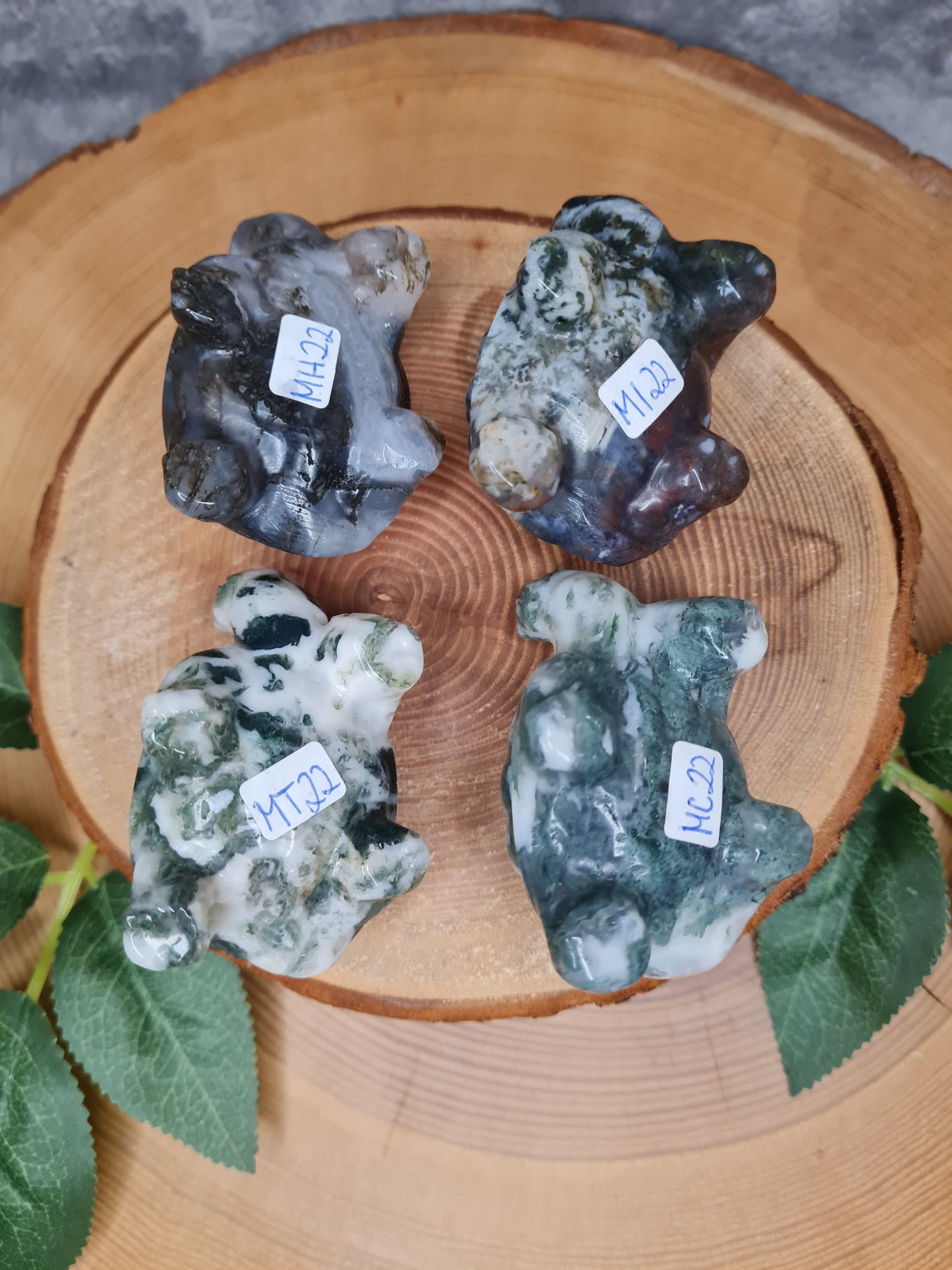 Moosachat Schildkröte