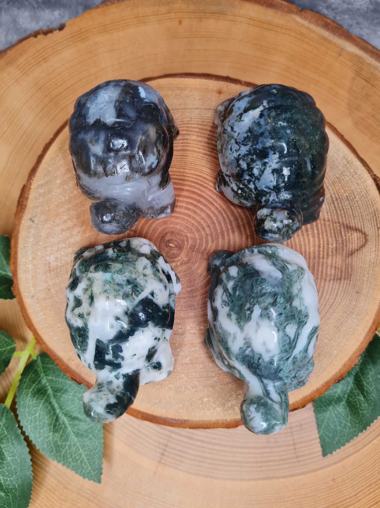 Moosachat Schildkröte