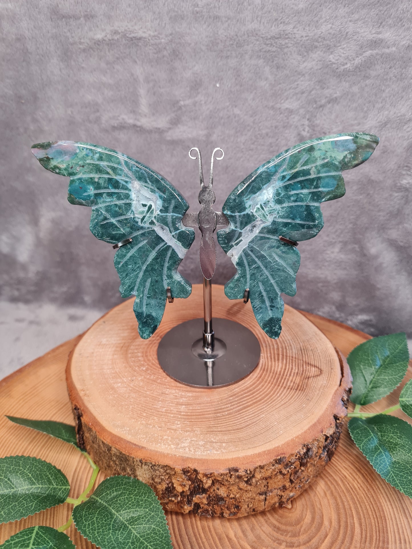 Ozean Jaspis Schmetterling (GO25)