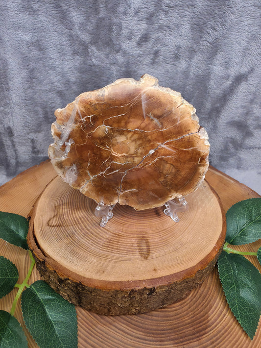 Versteinertes Holz (T23)