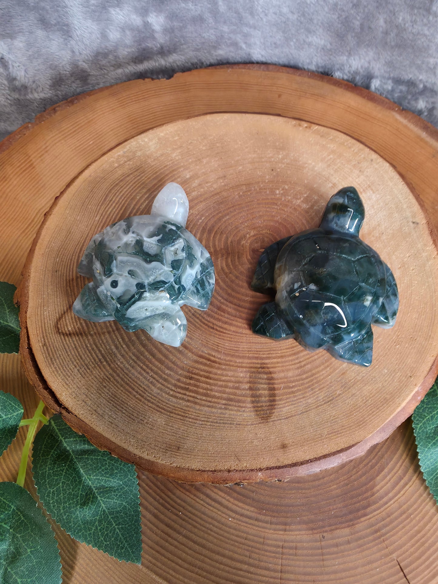 Moosachat Schildkröte (wählbar)