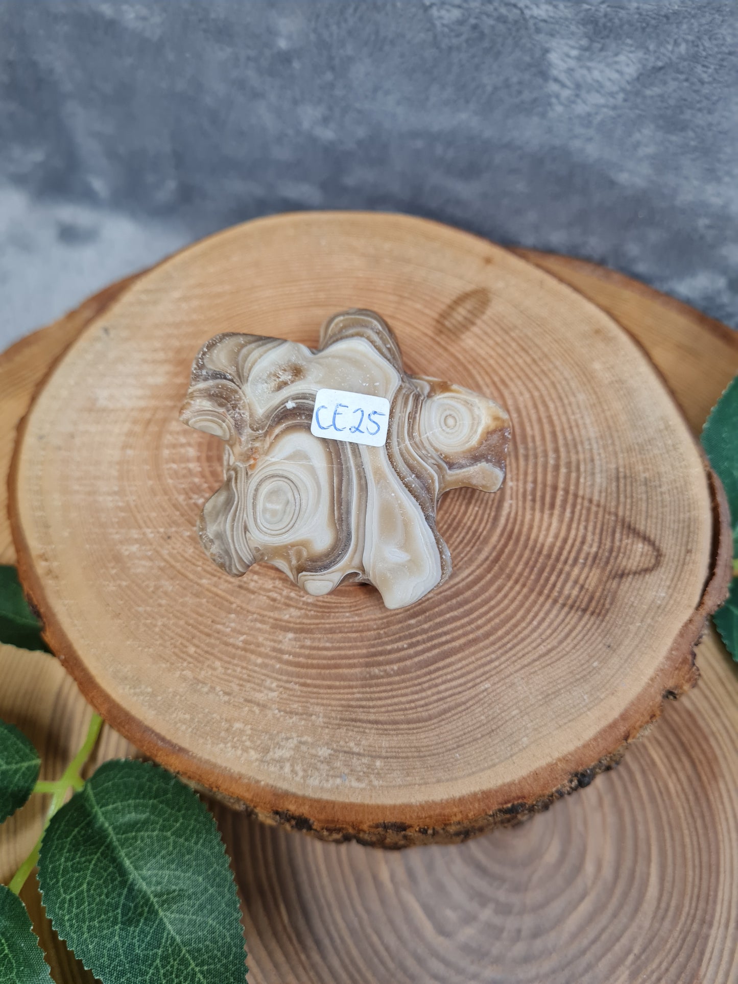 Schokoladen Calcit Schildkröte (CE25)