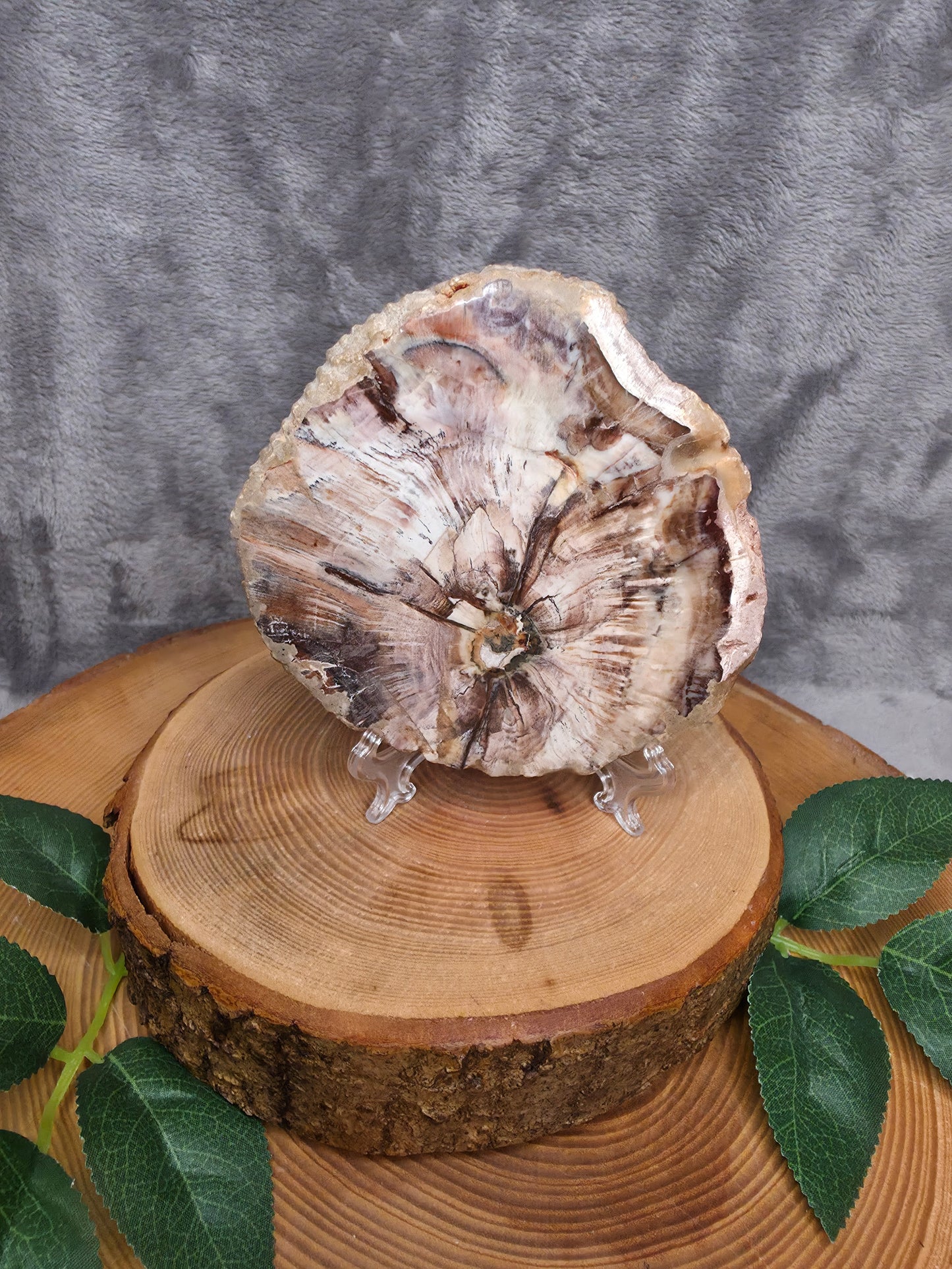 Versteinertes Holz (H26)