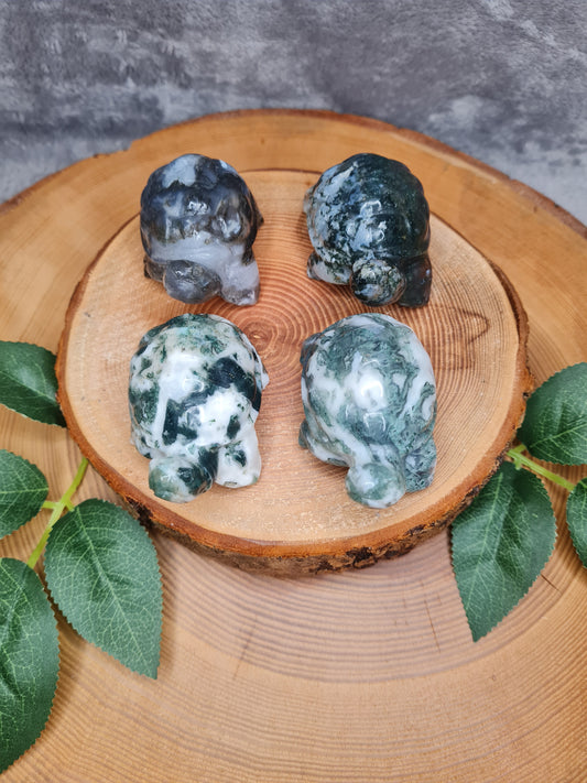 Moosachat Schildkröte