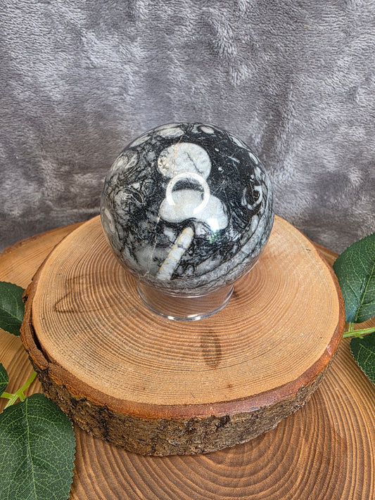 Muschel/Schnecken Fossilien Kugel (F36)